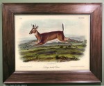 No. 138.4 on Audubon print