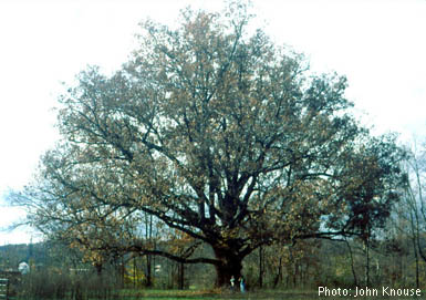 white-oak-tree