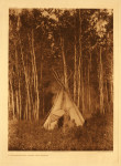 ES Curtis "A Chipewayan Tipi Among the Aspens"